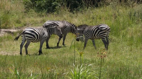 Group of Zebras Stock Footage 125160581