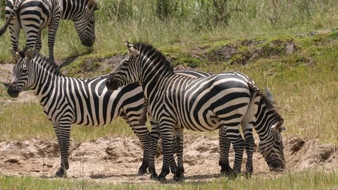 Group of Zebras Video stock 125163794