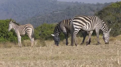 Group of zebras grazing Stock Footage 10563902