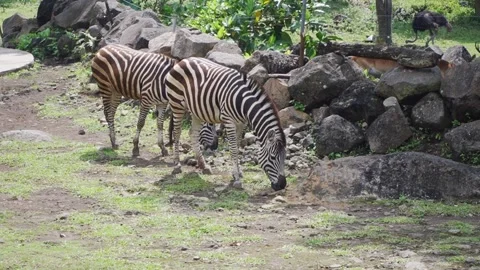 A group of zebras grazing on grass Stock Footage 236185864