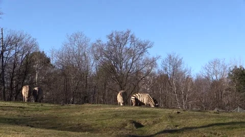 A group of zebras in the green Stock Footage 46200352