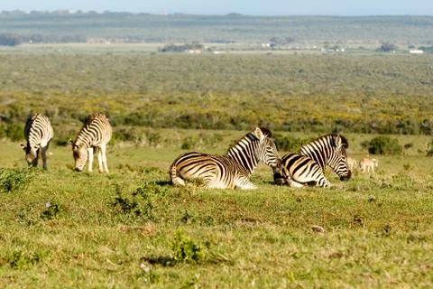 Group of Zebras lying, while the other is standing and eating grass Stock Photos
