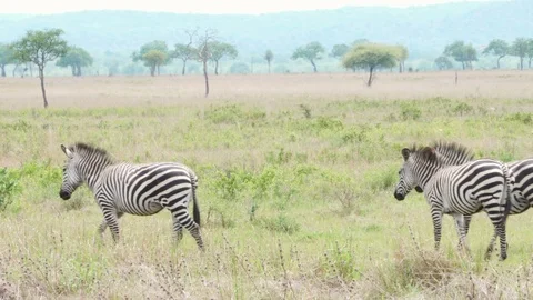 Group of zebras pass from right to left Stock Footage 86857365