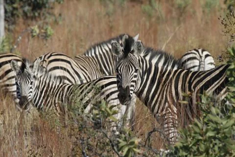 Group of Zebras 스톡 사진