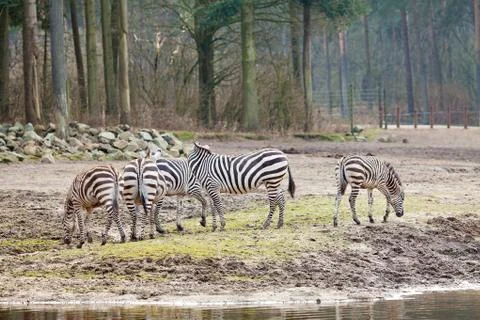 Group of zebras Stock Photos