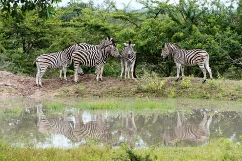 Group of zebras Stock Photos