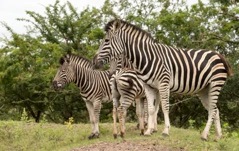 Group of zebras Stock Photos