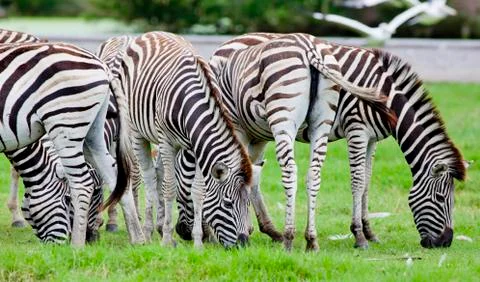 Group of zebras Stock Photos