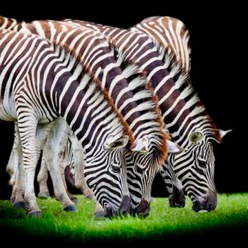 Group of zebras Stock Photos