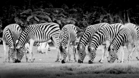 Group of zebras Stock Photos