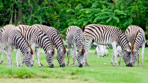 Group of zebras Stock Photos
