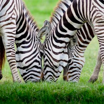 Group of zebras Stock Photos