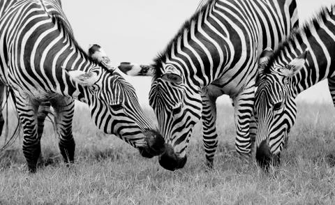 Group of zebras Stock Photos