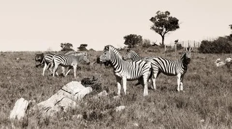 A group of zebras Stock Photos