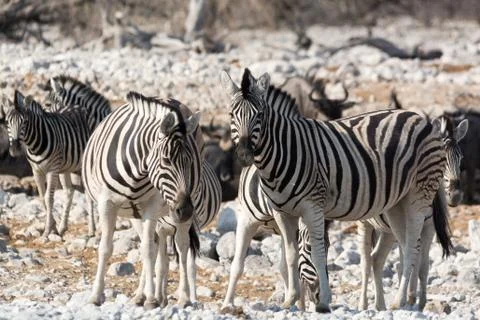 Group of Zebras Stock Photos