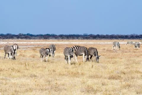 Group of zebras. Stock Photos