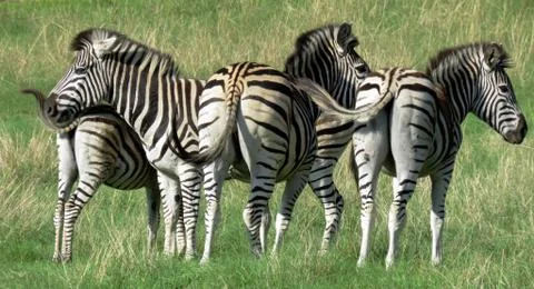 Group of Zebras Stock Photos