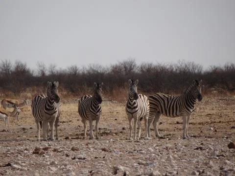 A group of zebras Stock Photos