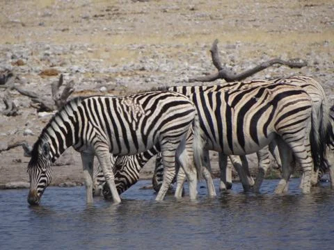 A group of zebras Stock Photos
