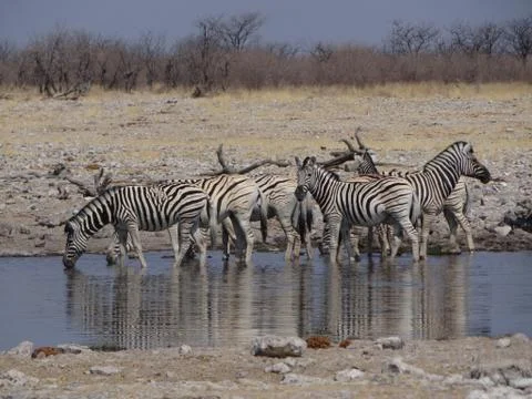 A group of zebras Stock Photos