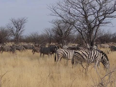 A group of zebras Stock Photos