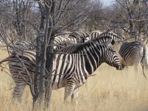 A group of zebras Stock Photos