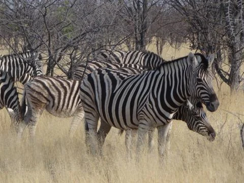 A group of zebras Stock Photos