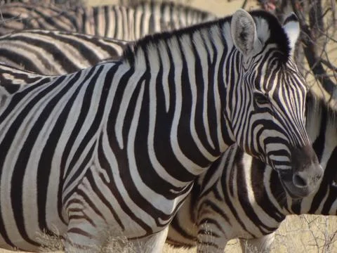 A group of zebras Stock Photos