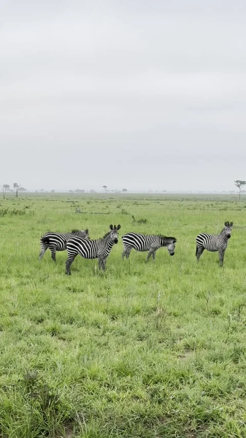 Group of zebras standing and grazing in open green savanna vertical Stock Footage 344476791