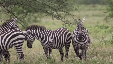 Group of Zebras standing close-up Stock Footage 77970311