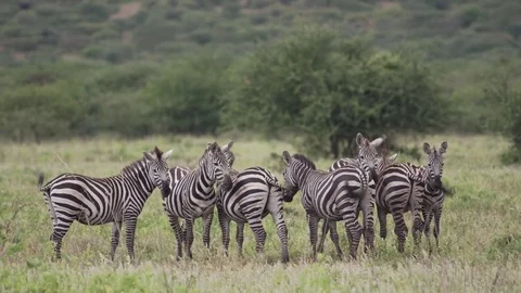 Group of Zebras standing next to each other and gushing 스톡 동영상 77970270