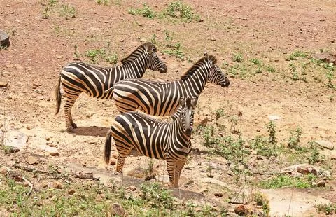Group of zebras standing in a row, two looking in the same direction Foto stock