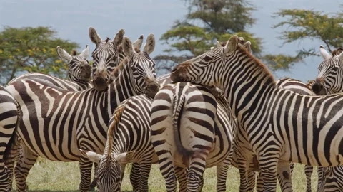 Group of Zebras Standing in Savannah Video stock 316983353
