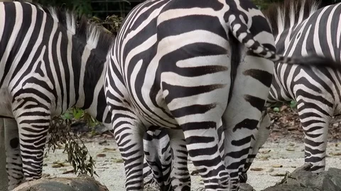 Group of zebras standing with their backs to camera  Stock Footage 93529347