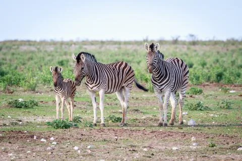 Group of Zebras starring at the camera. Stock Photos