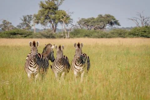 Group of Zebras starring at the camera. Stock Photos
