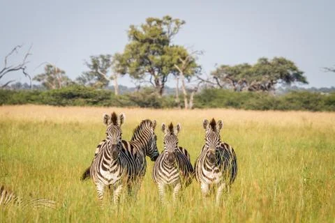 Group of Zebras starring at the camera. Foto stock