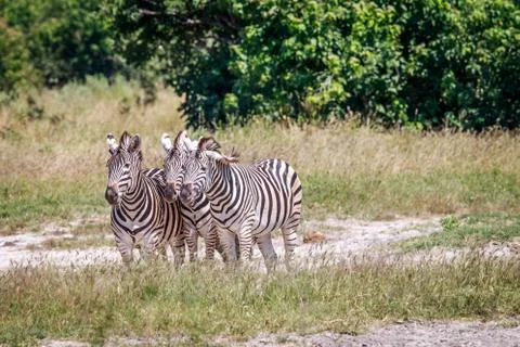 Group of Zebras starring at the camera. Foto stock