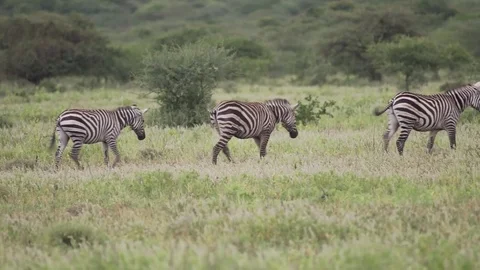 Group of Zebras walking Stock Footage 77969186