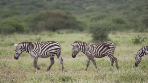 Group of Zebras walking Stock Footage 77969910