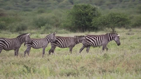 Group of Zebras walking Stock Footage 77970102