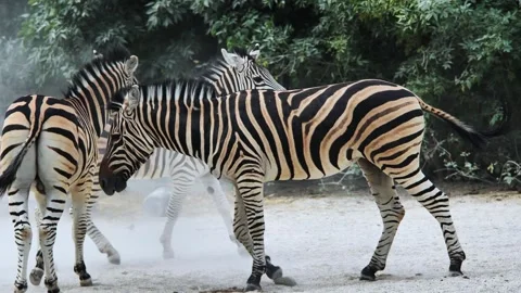 Group of zebras walking through a zoo enclosure, kicking up dust and creating a Stock Footage 307311390