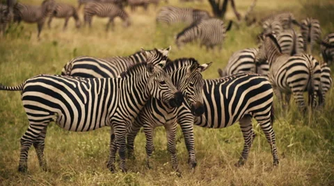 A Group of Zebras in the Wild-Slow Motion 180fps Stock Footage 66397985