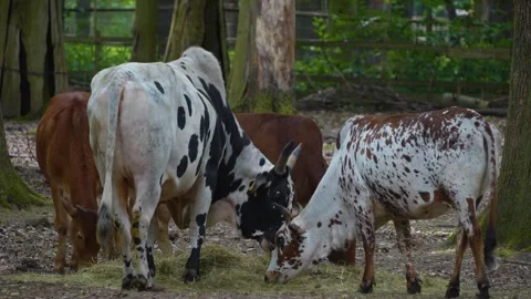 A group of zebu cows in the woods Stock Footage 277230947