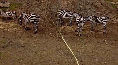 Group of Zezbra Video stock 48837233