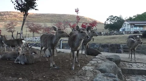  Groupe of deers Stock Footage 46179826