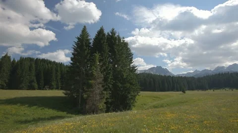 Grouped pine trees in the middle of a green sunny meadow Stock Footage 8578634