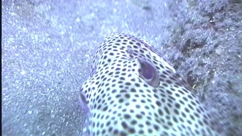 GROUPER 1 Stock Footage 306548015