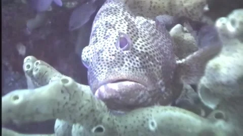 GROUPER 3 Stock Footage 306595954