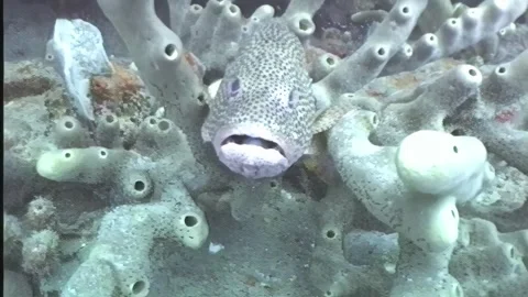 GROUPER 4 Stock Footage 306621913